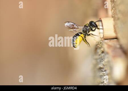 Einsame Harz Biene (Heriades Crenulatus) Pollen von Aster Blumen (Asteraceae) zu seinem Nest zu bringen. Im Flug nähert sich ein hohles Schilfrohr zu Stiel. Stockfoto
