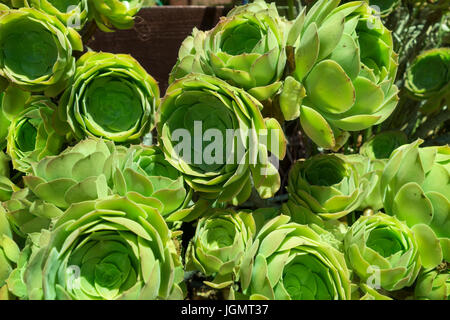 Schöne Blume wie Aeonium Tuben Pflanzen, Australien, Kalifornien, Oregon Ballarat - Victoria, Windrad, Mauerpfeffer, Sukkulente Stockfoto