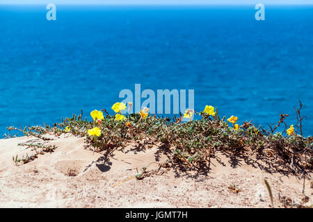 Gelbe Blumen im sand Stockfoto