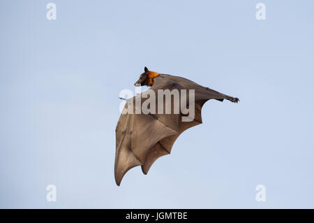 Einzigen Fuchs Fledermaus fliegen Stockfoto