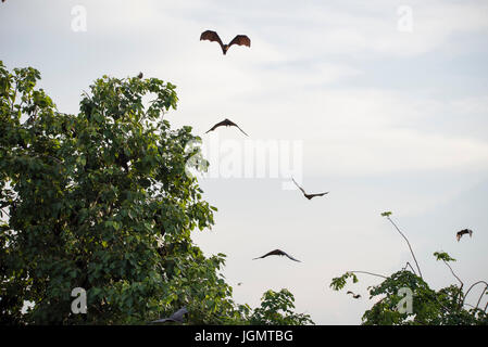 Fox-Fledermäuse fliegen Stockfoto