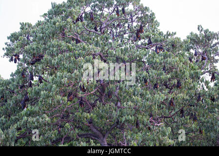 Fox-Fledermäuse in Thailand Stockfoto