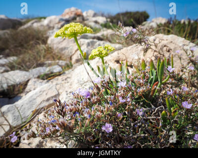 Kroatische Insel Flora, Kroatien, Sommer 2016 Stockfoto