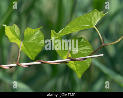 Hecke Ackerwinde oder Bellbind Calystegia Sepium Klettern Reed stammt Stockfoto