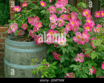 Rosa Gallica "Complicata" rose und Garten Wasserfass Stockfoto