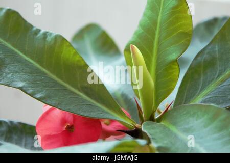 Kaktus-Blatt Stockfoto