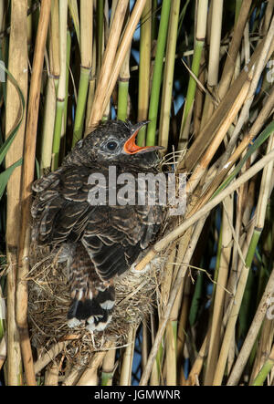 Parasitäre Kuckuck auf Reed Warbler nest Stockfoto