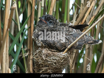 Parasitäre Kuckuck auf Reed Warbler nest Stockfoto