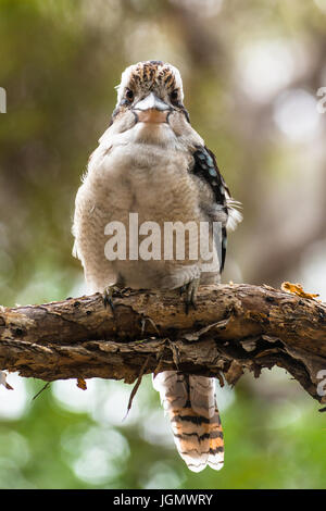 Blue-winged Kookaburra gesehen auf Fraser Island, Queensland, Australien. Stockfoto