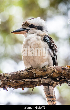 Blue-winged Kookaburra gesehen auf Fraser Island, Queensland, Australien. Stockfoto