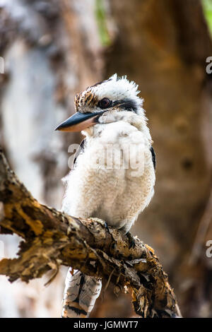 Blue-winged Kookaburra gesehen auf Fraser Island, Queensland, Australien. Stockfoto