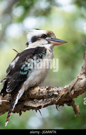 Blue-winged Kookaburra gesehen auf Fraser Island, Queensland, Australien. Stockfoto