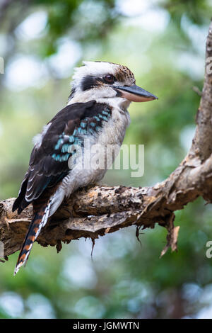 Blue-winged Kookaburra gesehen auf Fraser Island, Queensland, Australien. Stockfoto