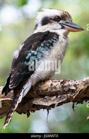 Blue-winged Kookaburra gesehen auf Fraser Island, Queensland, Australien. Stockfoto