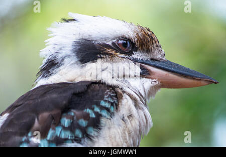 Blue-winged Kookaburra gesehen auf Fraser Island, Queensland, Australien. Stockfoto