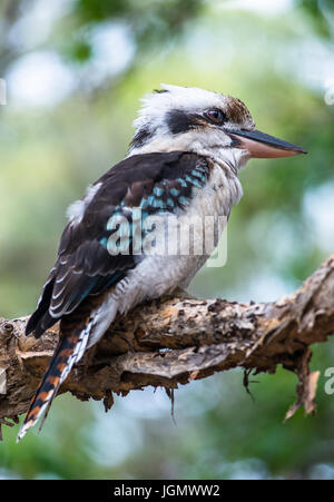 Blue-winged Kookaburra gesehen auf Fraser Island, Queensland, Australien. Stockfoto