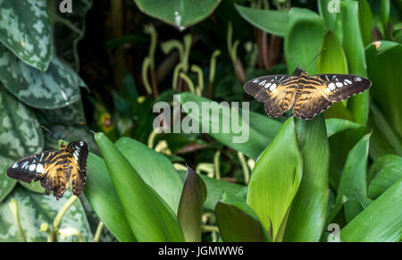 Nahaufnahme des tropisch-exotischen 434 Schmetterlinge, Parthenos sylvia Sylvia Stockfoto