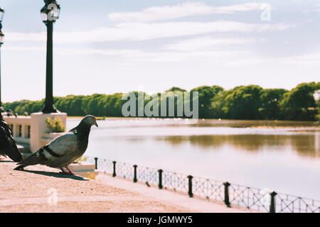 BUENOS AIRES, Argentinien - 9. Mai 2017: Tauben an der Südküste "Paseo De La Gloria" neben ecological Reserve und den Rio De La Plata, Puerto Stockfoto