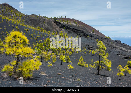 Pinien in La Palma Stockfoto