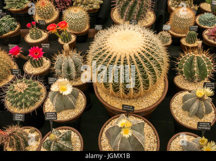 Blühende Kaktusarten mit Ziegenhornkaktus und Kugelkaktus auf der RHS Flower Show, England, UK Stockfoto