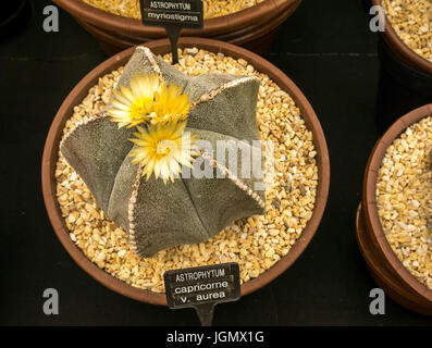 Astrophytum capricorne Kaktus-Ausstellung auf der RHS Flower Show, Großbritannien Stockfoto