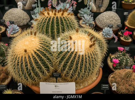 Echinocactus grusonii Kaktus Ausstellung auf RHS Blumenschau, ein Goldmedaillengewinner, England, Großbritannien Stockfoto