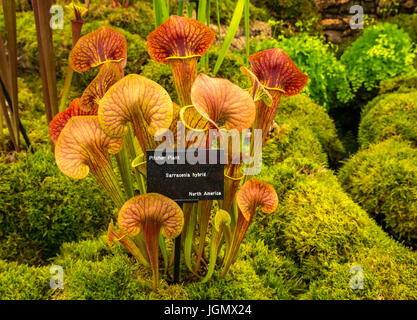 Nahaufnahme von fleischfressenden tropischen Trompetenkrug Pflanzen, Sarracenia Hybrid Stockfoto