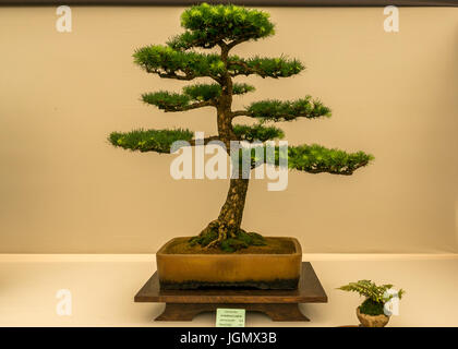 Europäische Lärche, Larix decidua, Bonsai Baum Display auf RHS Flower Show, England, UK Stockfoto