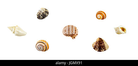Satz von kleinen Muscheln, die isoliert auf weißem Hintergrund Stockfoto