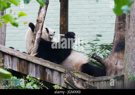 Yang Guang, ist seit Dezember 2011 die männlichen Pandabären im Zoo von Edinburgh. Stockfoto