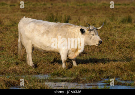 Ein Erwachsenen Bullen der seltenen Rasse White Park für die Erhaltung Beweidung in Yorkshire Wildlife Trust Staveley Nature Reserve, Stavely, Norden Y verwendet wird Stockfoto