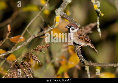 Ein Erwachsener Baum-Spatz (Passer Montanus) thront auf einem Zweig über das Schilf am Yorkshire Wildlife Trust Staveley Nature Reserve, Staveley, North Yorks Stockfoto