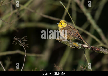 Eines erwachsenen männlichen Goldammer (Emberiza Citrinella) in nicht-Zucht Winterkleid thront auf einem gebrochenen Zweig in Yorkshire Wildlife Trust Staveley Natur Stockfoto