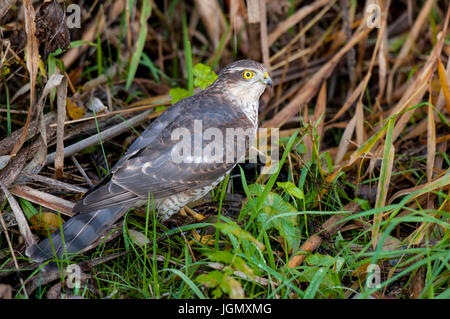 Ein erwachsener männlicher Sperber (Accipiter Nisus) auf dem Boden mit einem frisch gefangenen Baum Spatz (Passer Montanus) in seinen Krallen, Yorkshire Wildlife TR Stockfoto