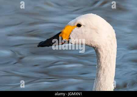 Eine Nahaufnahme auf den Kopf eines Erwachsenen Bewick Schwan (Cygnus Columbianus) schwimmen in einem Pool bei den Wildvögeln und Feuchtgebiete Vertrauen Martin Mere Reserve in L Stockfoto