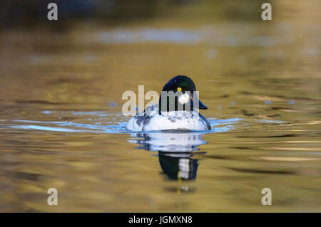 Ein erwachsener männlicher Goldeneye (Bucephala Clangula) schwimmen in einem Pool bei den Wildvögeln und Feuchtgebiete Vertrauen Martin Mere reservieren in Lancashire. November. Capt Stockfoto