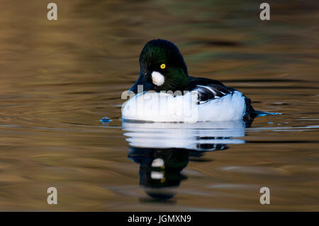 Ein erwachsener männlicher Goldeneye (Bucephala Clangula) schwimmen in einem Pool bei den Wildvögeln und Feuchtgebiete Vertrauen Martin Mere reservieren in Lancashire. November. Capt Stockfoto