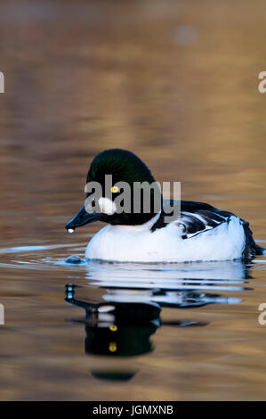 Ein erwachsener männlicher Goldeneye (Bucephala Clangula) schwimmen in einem Pool bei den Wildvögeln und Feuchtgebiete Vertrauen Martin Mere reservieren in Lancashire. November. Capt Stockfoto