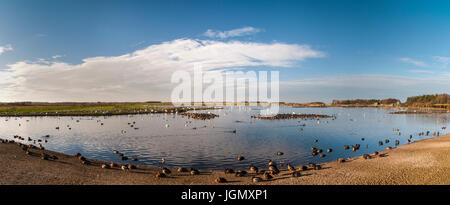 Ein Blick auf dem Hauptsee besetzt mit Schwänen, Gänsen, Enten und Limikolen der Wildfowl und Feuchtgebiete Vertrauen Martin Mere reservieren in Lancashire. November. Stockfoto