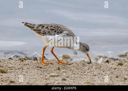 Eine Erwachsene Kampfläufer (Philomachus Pugnax) Futtersuche am Rand des Wassers, bei den Wildvögeln und Feuchtgebiete Vertrauen Martin Mere Reserve in Lancashire. November. Stockfoto