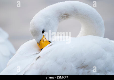 Ein Erwachsener Singschwan (Cygnus Cygnus) am Ufer des dem Hauptsee der Wildfowl und Feuchtgebiete Vertrauen Martin Mere Reserve in Lancashire putzen. N Stockfoto