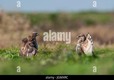 Zwei Erwachsene gemeinsame Bussarde (Buteo Buteo) drohen einander in einem Rechtsstreit über Essen auf Ackerland auf der Isle of Sheppey in Kent. Dezember. Stockfoto