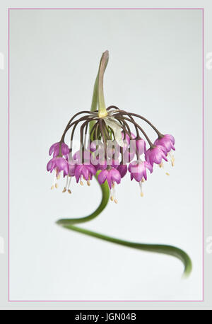 Alium cernuum mit einem Verdrillten Stammzellen in high key fotografiert ein künstlerisches Bild, das erinnert mich an eine mythische multi-headed Schlange zu erstellen. Stockfoto