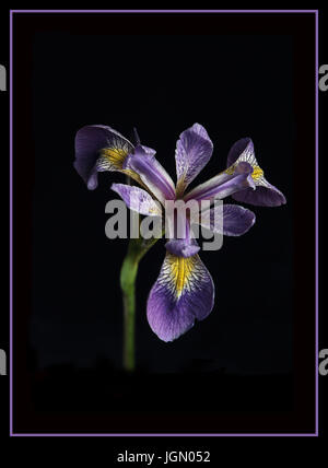 Iris Laevigata auf schwarzem Hintergrund Stockfoto