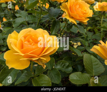 Rose Amber Queen - Harroony Stockfoto