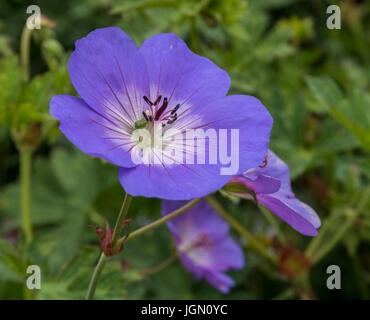 Geranium Rozanne gerwat Stockfoto