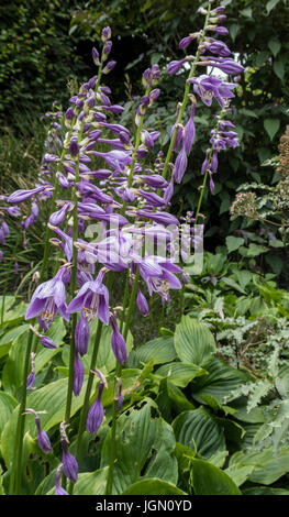 Hosta ventricosa in Blume Stockfoto