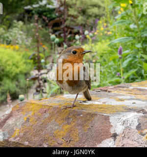 Ein Robin Vogel auf einem Bein stehen. Erithacus rubecula Stockfoto