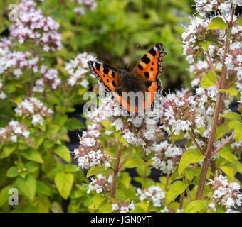 Kleiner Schildpatt Schmetterling Aglais Urticae, in einem englischen Garten. Stockfoto