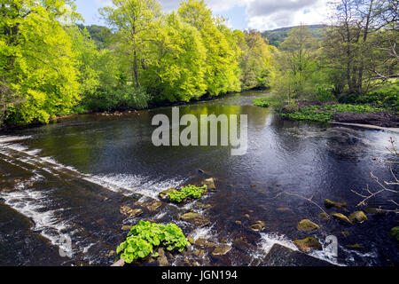 Neue Blattwachstum neben den Derwent wie es geht über Leadmill Brücke Wehr in Hathersage, Peak District, Derbyshire, England, UK Stockfoto